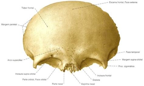 Osso Frontal Anatomia E Fun O Ossos Do Neurocr Nio