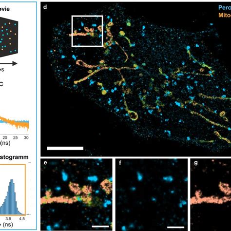 Multiplexed Fl Paint Imaging Of A Fixed Cell A Stack Of Dna Paint