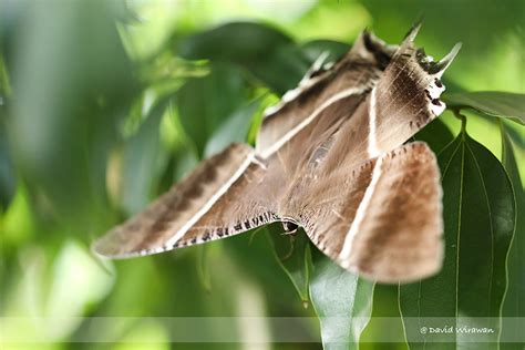 Tropical Swallowtail Moth Singapore Geographic