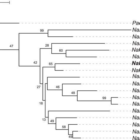 Neighborjoining Phylogram Showing The Placement Of Nakazawaea