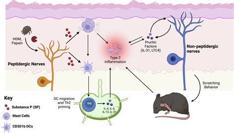 Neuroimmune Interactions In Atopic And Allergic Contact Dermatitis