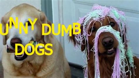 Funny Dumb Dogs Cute And Funny Dog Fail Compilation Youtube Youtube