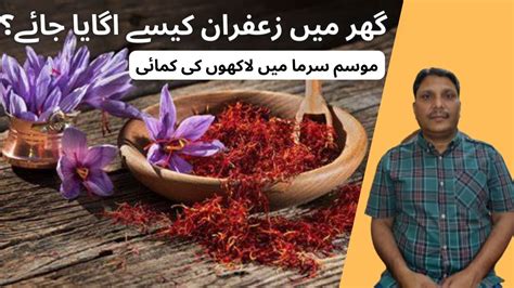 How To Grow Saffron At Home Season Of Saffron Plantation Zafran Ki