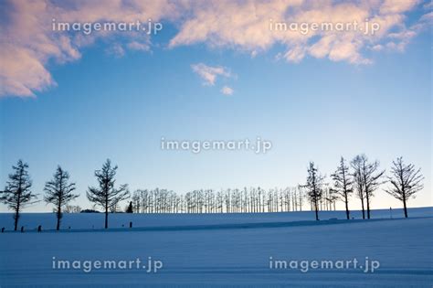 美しい夕暮れの空と雪原に立つカラマツ並木 美瑛町の写真素材 234977783 イメージマート