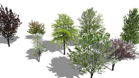 Sketchup Components 3d Warehouse Deciduous Trees