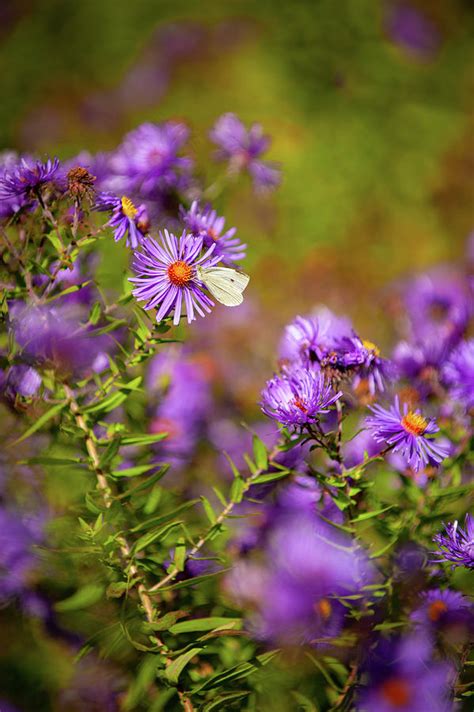 New England Aster Photograph By Chad Davis Pixels