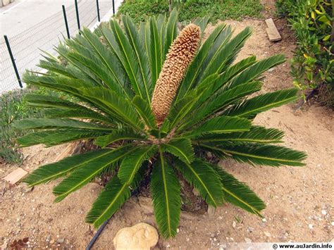 Cycas Du Japon Sagou Du Japon Sagoutier Palmier De La Paix Cycas