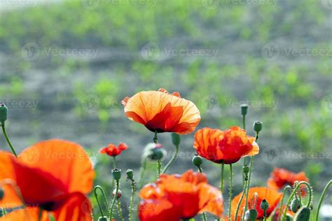 Red poppy flowers 9662402 Stock Photo at Vecteezy