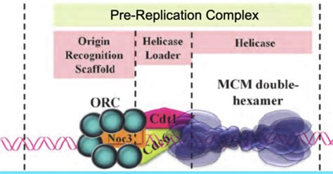 Week 10 Replication Powerpoint Bio 230w Flashcards Quizlet