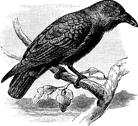 Raven, vintage illustration. 13484814 Vector Art at Vecteezy