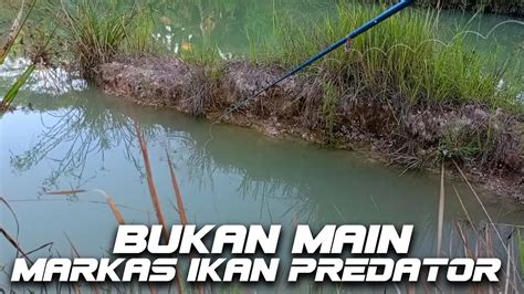 Tempatnya Ikan Predator Ngumpul Youtube