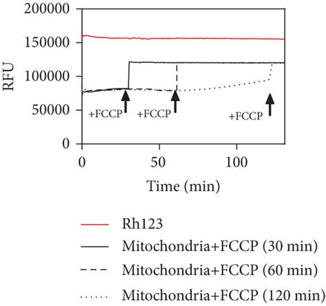 A Mitochondrial Membrane Potential ΔΨm Over 130 Minutes Assessed By Download Scientific