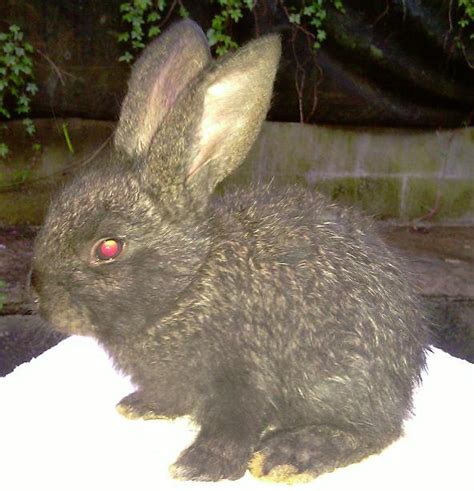 THUMP - The Farm: Flemish Giant Babies available