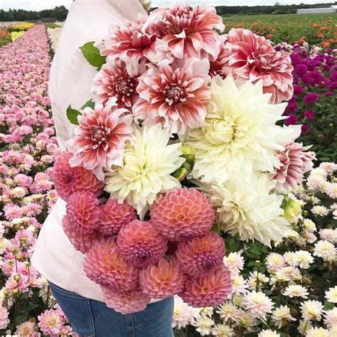 Fam Flower Farm On Instagram To Make It Easier For You To Choose Your