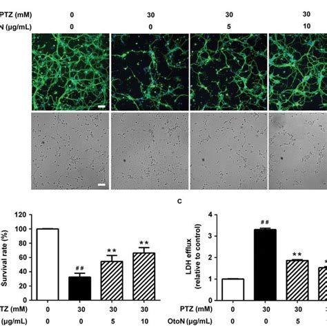 Investigation Of Pentylenetetrazol Ptz Induced Toxicity In Primary