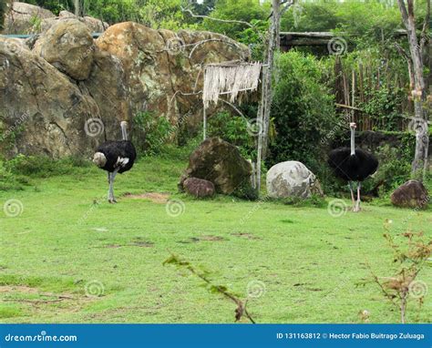 Ostrich Habitat