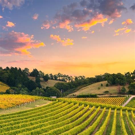 Napa Valley on Instagram: "It's officially Harvest Season in the Valley! Cheers to the much ...