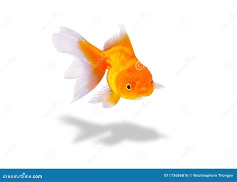 Goldfish on White Background, Beautiful Goldfish. Stock Photo - Image of creative, motion: 173686816