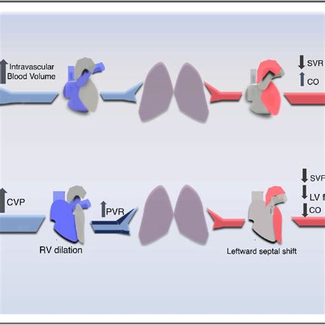 Pulmonary Arterial Hypertension Specific Parameters Vs Nonspecific Download Scientific