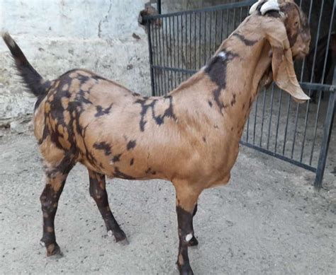 Male Sirohi Goat 2 Year 115 At Rs 450 Kg In Nagaur ID 23906237962