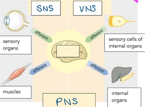 Structure Nervous System Flashcards Quizlet