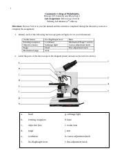 Lab Assignment Microscope Docx Community College Of Philadelphia