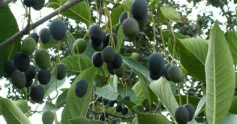 Chionanthus Virginicusfringe Tree Fruit Set In Late Summer To Early