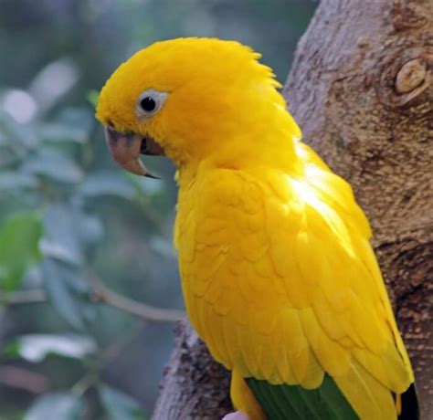 Yellow Bird Names: 80 Best Names for Yellow Birds