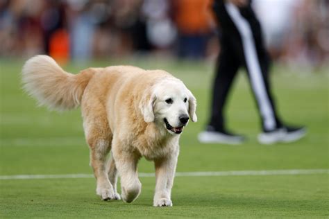 RIP Ben: Beloved College Football Dog Tragically Dies of Cancer - Newsweek