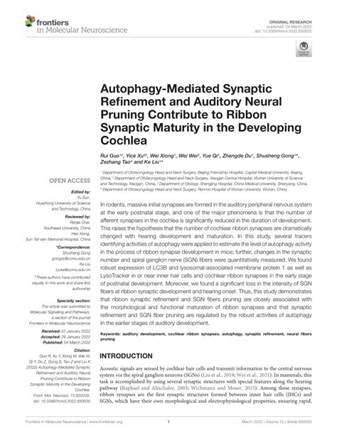 Pdf Autophagy Mediated Synaptic Refinement And Auditory Neural