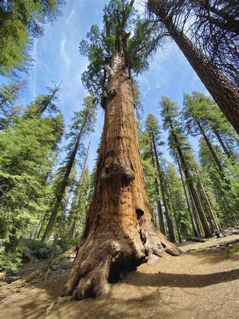 Di Taman Nasional Sequoia Anda Dapat Menemukan Pohon Terbesar Di Dunia