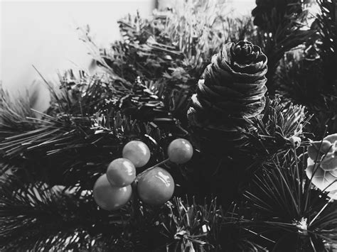 Free stock photo of black and white, christmas, christmas tree