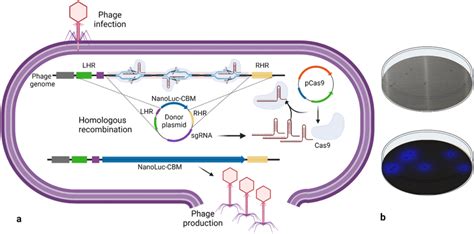 A Schematic Of In Vivo Phage Recombination Using The CRISPR Cas9