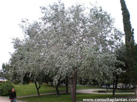 Populus Alba