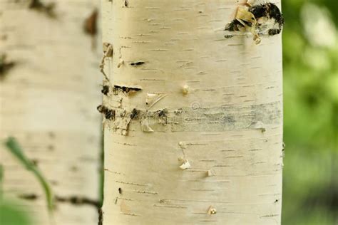 Tree Trunk Birch Trunk White Close Up Birch In The Forest Stock Photo