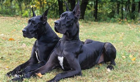 Great Dane Dogs Amazing Facts And Latest Pictures All Wildlife