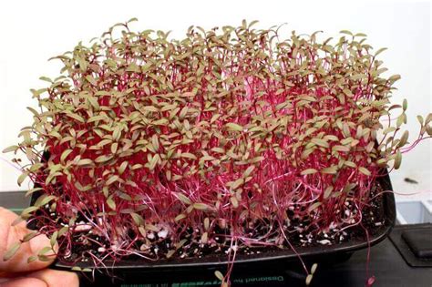 Microgreen Amaranth H Four Seasons Grower