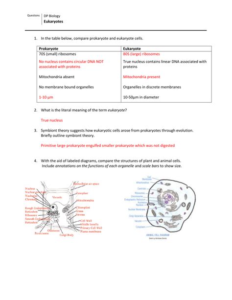 Organelles In Eukaryotic Cells Answer Key Img Clam