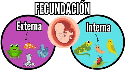 Fecundaci N Externa E Interna Lo Que Tienes Que Saber En Los