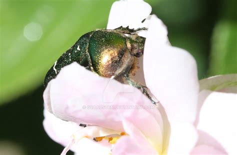 Jewel scarab beetle 2 by GeaAusten on DeviantArt