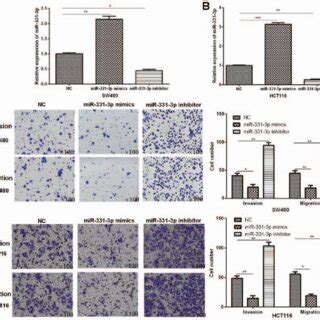 MiR 331 3p Inhibits Cell Invasion And Migration In CRC Cells A And B