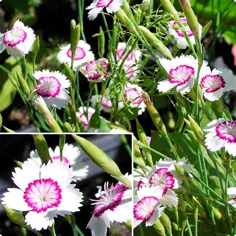 Гвоздика травянка цветение период, в первый год, фото