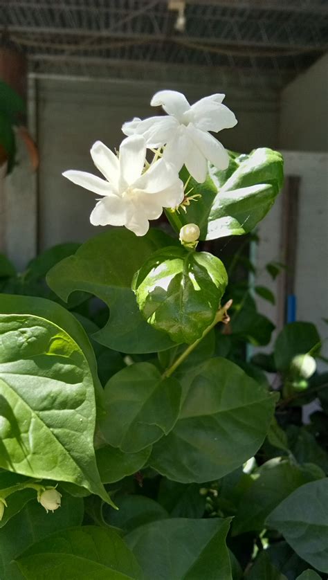 What Is Sampaguita Flower In English Best Flower Site