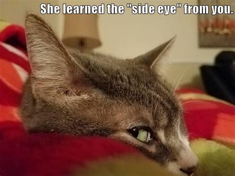 She learned the "side eye" from you. - Lolcats - lol | cat memes ...