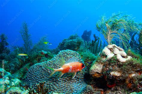 A Longspine Squirrelfish Guards Its Territory Next To A Great Star