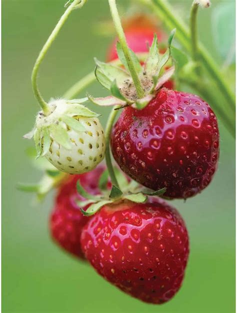 purple  strawberry variety info  grow guide strawberry plants