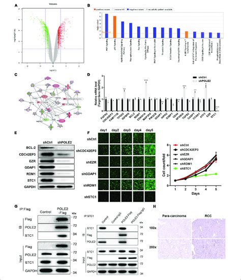 POLE2 Interacts With STC1 A The Volcano Map Of DEGs Between Normal