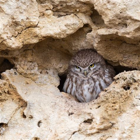 Cave Owl Stock Photos Pictures And Royalty Free Images Istock