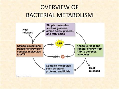 Ppt Microbial Biochemistry Biot Kim And Gadd Chapter