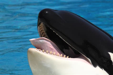 Orca Tongue by Remedy-Kiua on DeviantArt